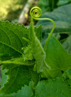 Cucurbitaceae Cucumis sativus cucumber tendril